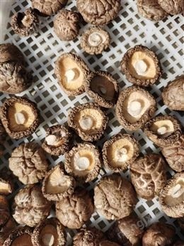 多層網帶式烘干機,食用菌類烘干機